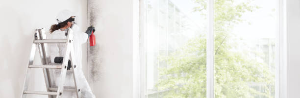 Best Basement Mold Removal  in Aberdeen, MD